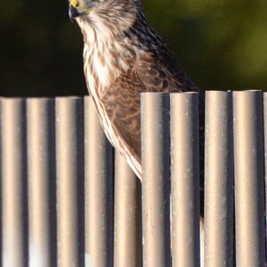 Cooper's hawk, L.A. river foot bridge 1