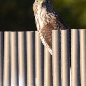 Cooper's hawk, L.A. river foot bridge 2