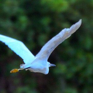 Egret, L.A. river