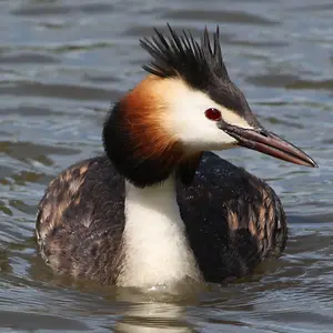 GCGrebe