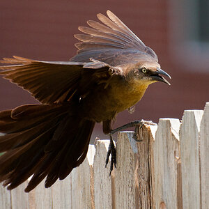 Great-tailed Grackle (female)