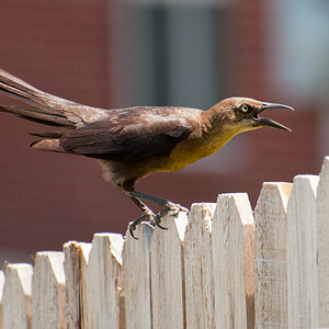 Great-tailed Grackle (female)