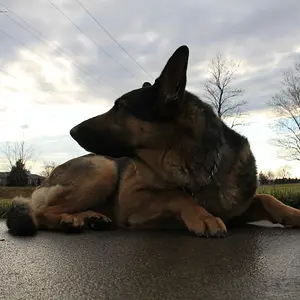 German Shepard - Tinker