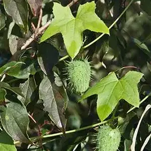 What species plant is this?