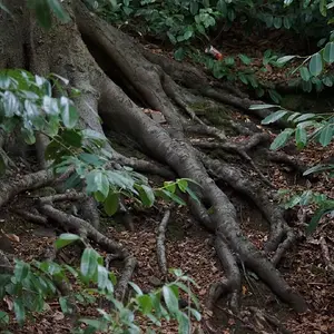 Woods