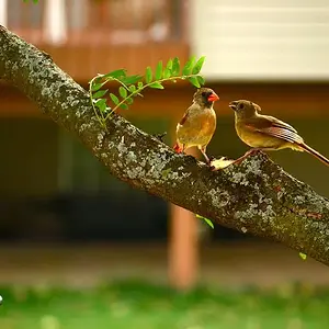 Birds in love
