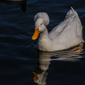 crested_duck