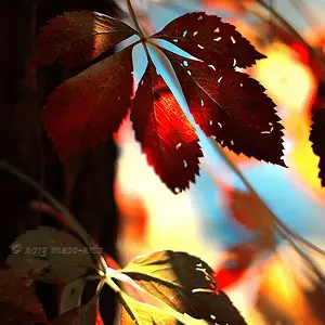 Before the Fall