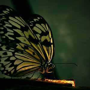 The butterfly
