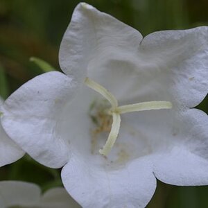 Macro flower 1