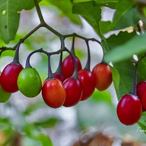 Bittersweet nightshade (Solanum dulcamara)