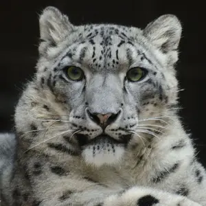 Leopard-001