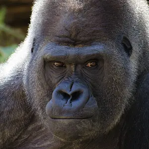 Gorilla_001