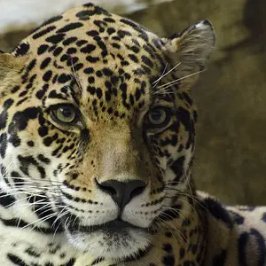 Leopard-002