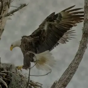 eagle returning