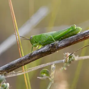 Green Hopper
