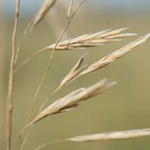 Prairie Grass