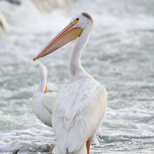 Pelican Stare