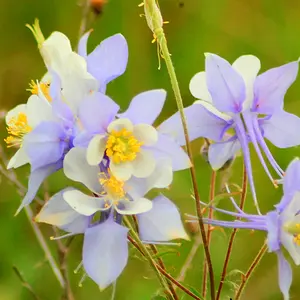 colorado columbine