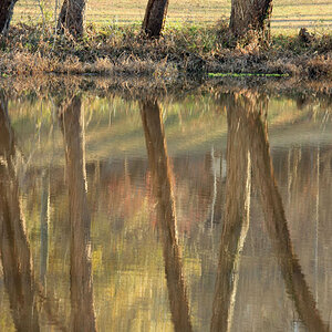 Reflections of Trees