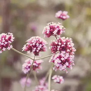 Purple Flowers in Autumn