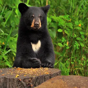American Black Bear