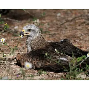 little eagle