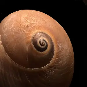 Shell_21