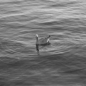 Black And White Goose