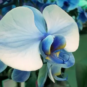 Purple Flower