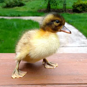 Jasper the Duckling