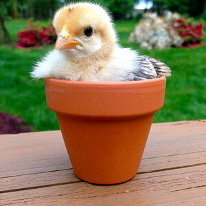 Tiny Flowerpot Chick
