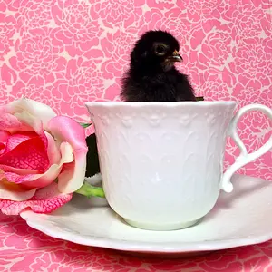 Tea Time