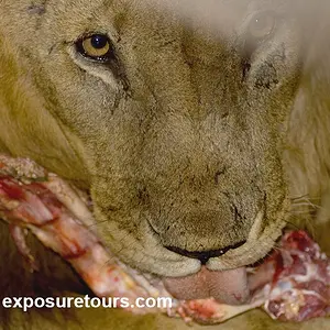 Lion eating