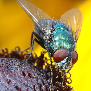 Green Bottle fly on Rubeckia flower