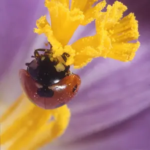 Ladybird in Crocus