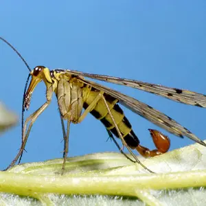 Scorpion fly