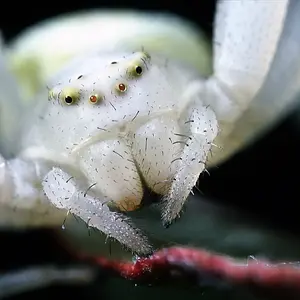 Garden spider