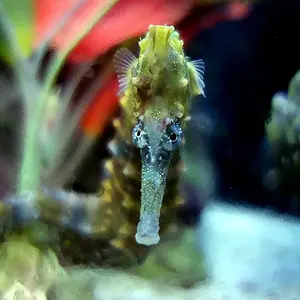 Seahorses