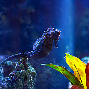 Seahorses