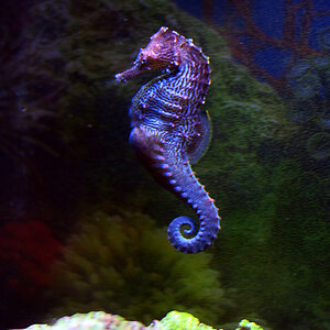 seahorses2