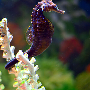 seahorses2