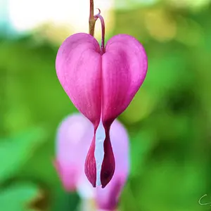 bleeding heart