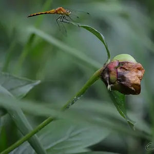 dragonfly