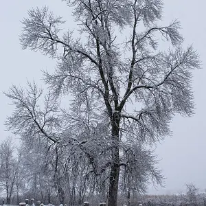 snow covered tree