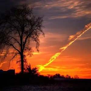 tonemapped tree