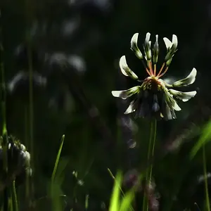 DSCF8512_tpf