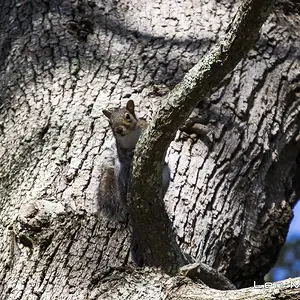 Brown Squirrel