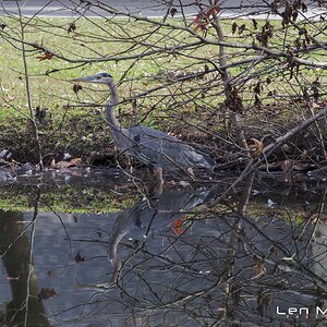 Great Blue Heron