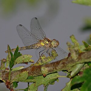 Norfolk Dragonfly